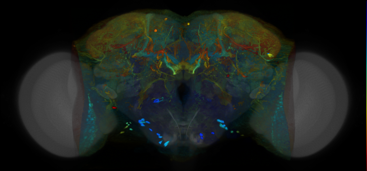 P{VT026761-GAL4} expression pattern