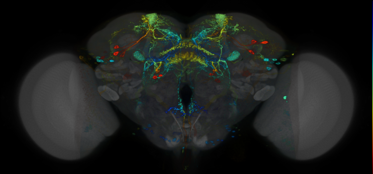 P{VT026773-GAL4} expression pattern