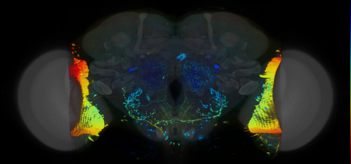 P{VT026852-GAL4} expression pattern