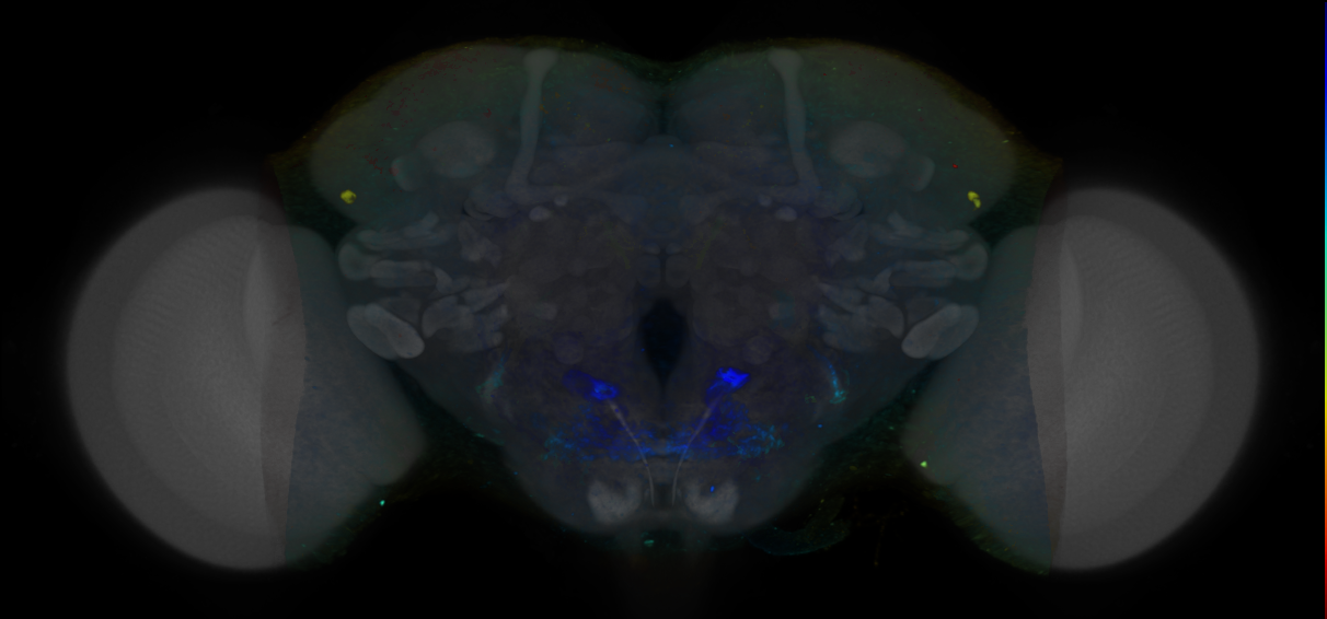 P{VT026926-GAL4} expression pattern