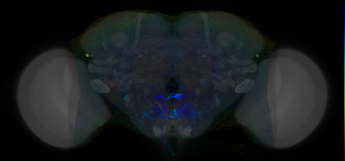 P{VT026926-GAL4} expression pattern