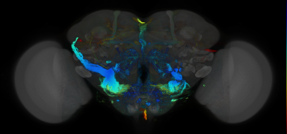 P{VT026927-GAL4} expression pattern