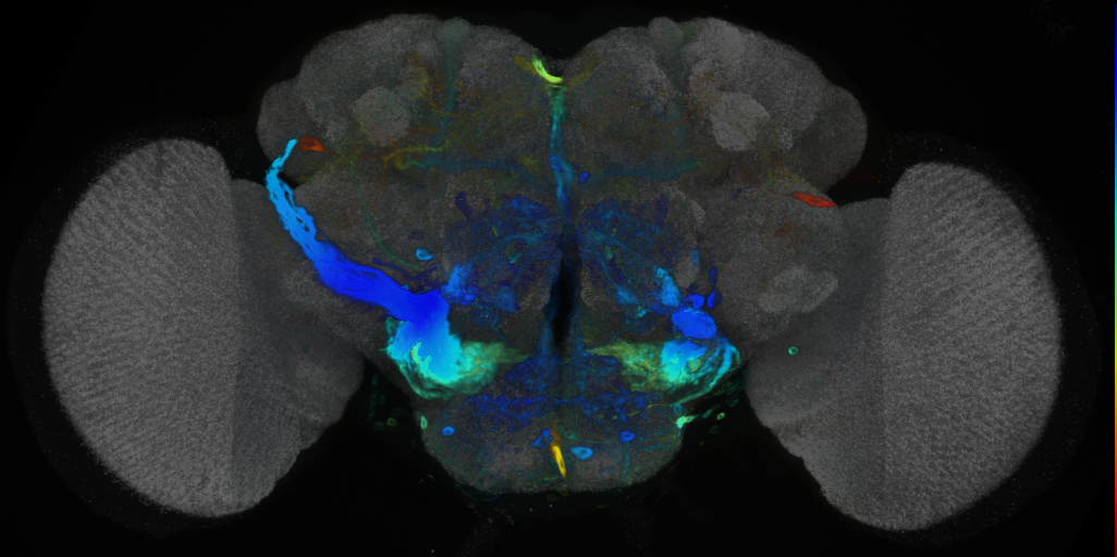 P{VT026927-GAL4} expression pattern