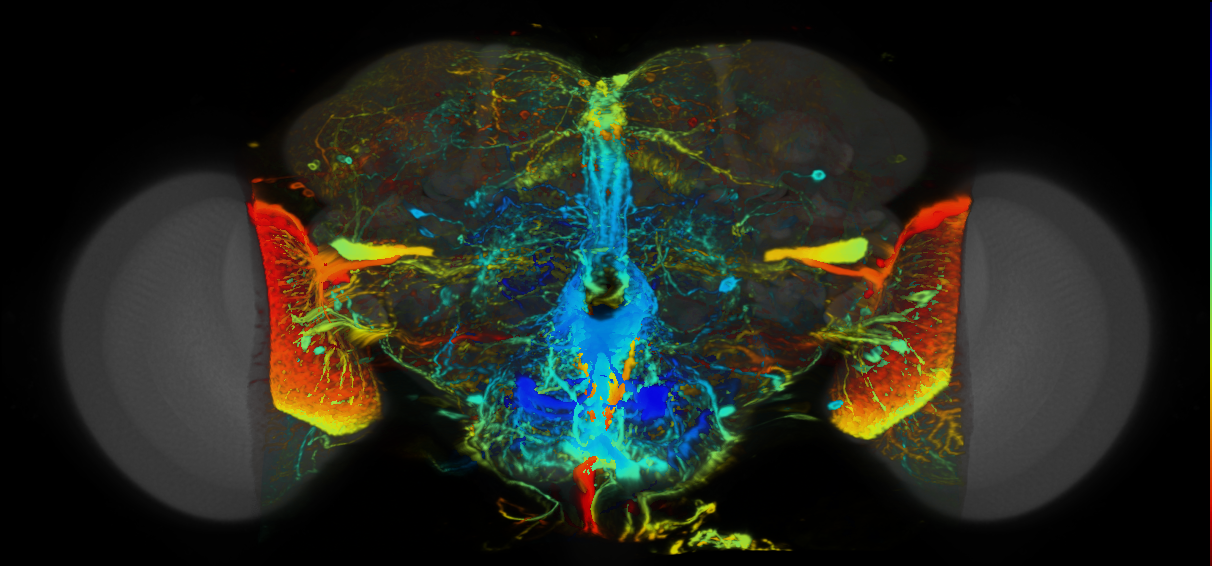 P{VT026993-GAL4} expression pattern
