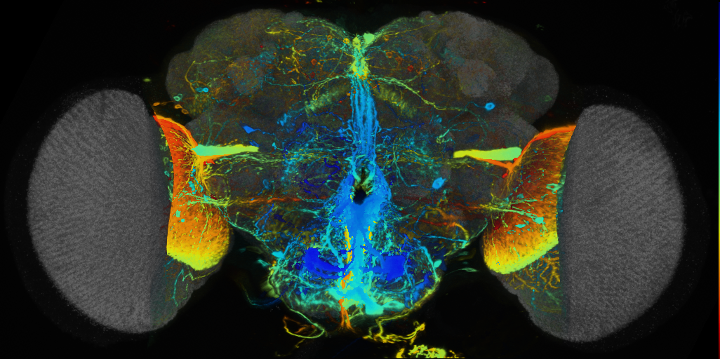 P{VT026993-GAL4} expression pattern