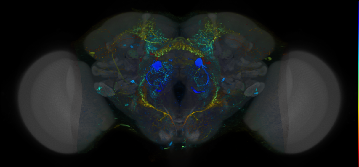 P{VT027016-GAL4} expression pattern