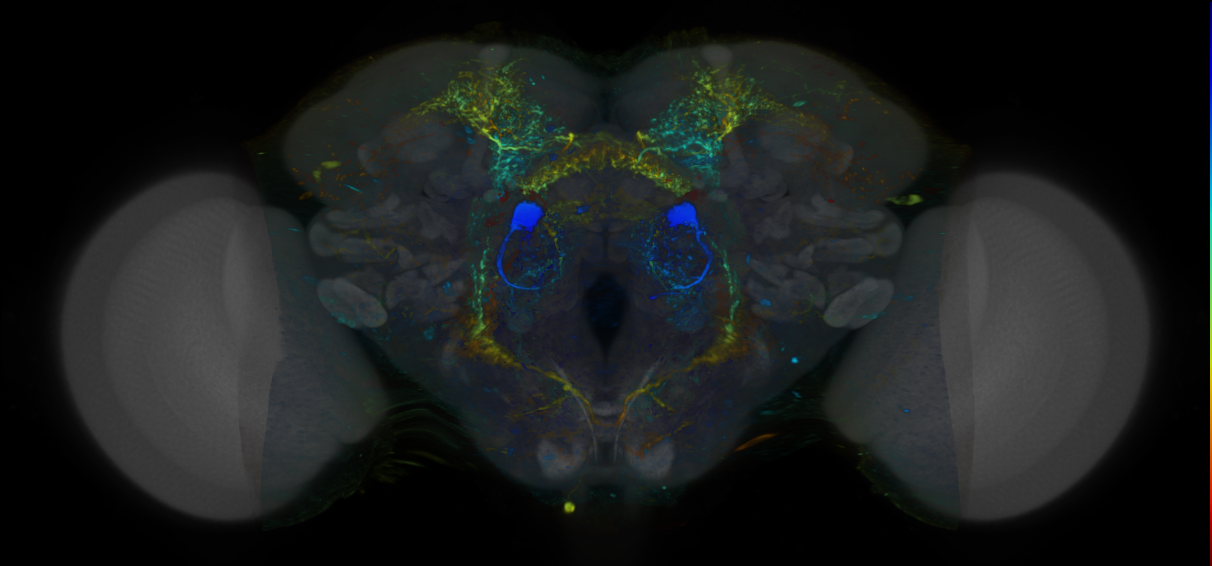P{VT027016-GAL4} expression pattern