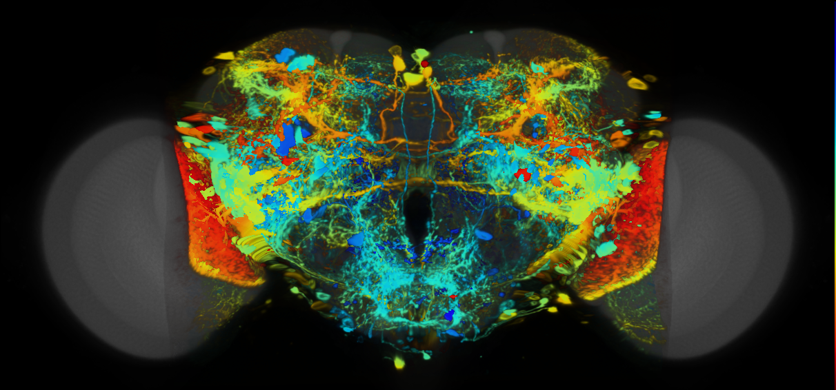 P{VT027164-GAL4} expression pattern