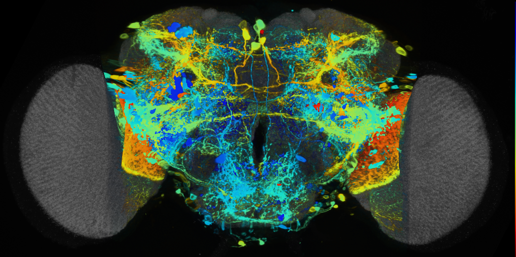 P{VT027164-GAL4} expression pattern