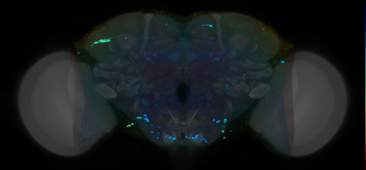 P{VT027194-GAL4} expression pattern