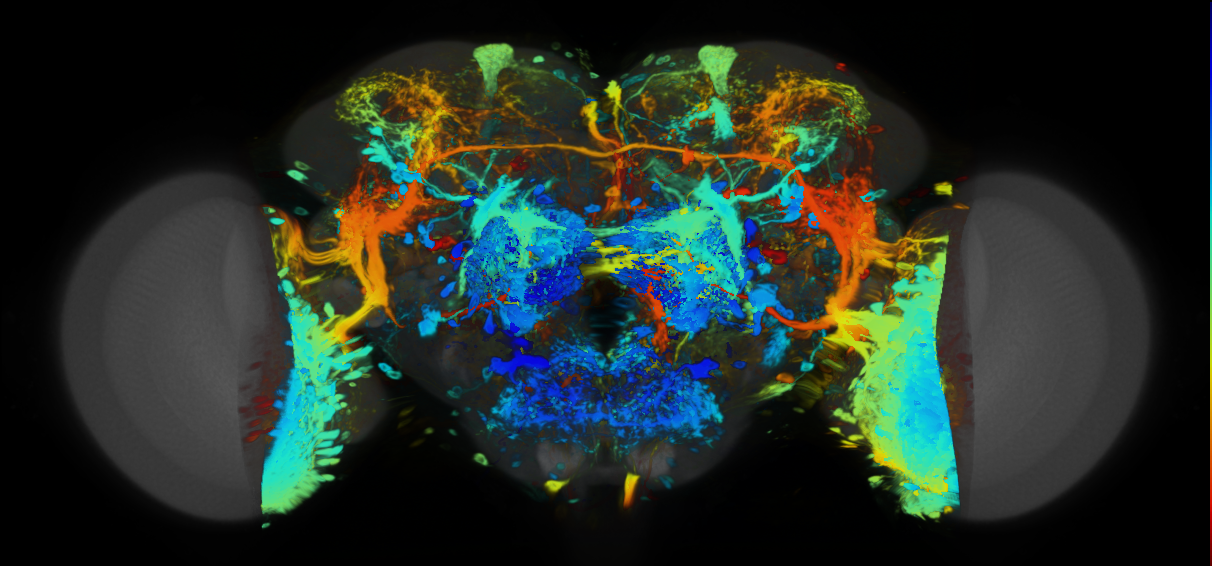 P{VT027261-GAL4} expression pattern