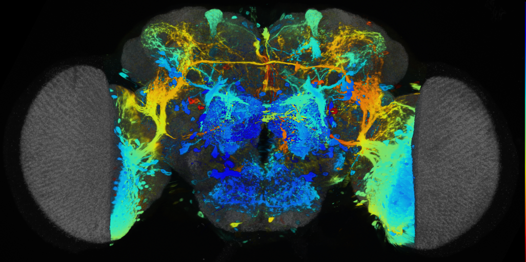P{VT027261-GAL4} expression pattern