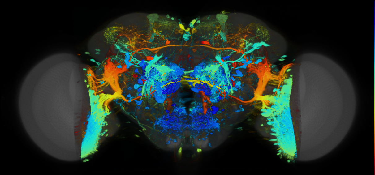 P{VT027261-GAL4} expression pattern