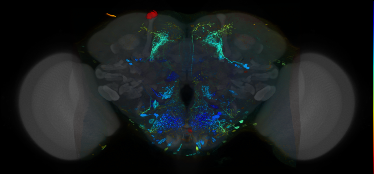 P{VT027273-GAL4} expression pattern