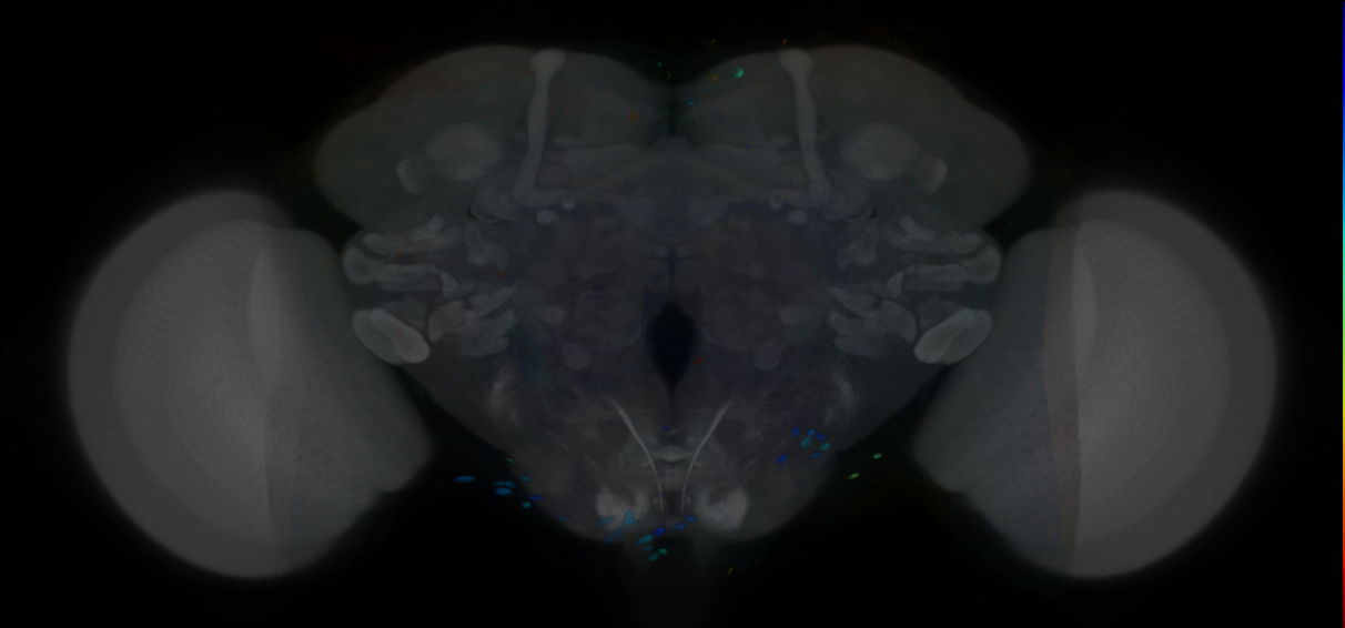 P{VT027315-GAL4} expression pattern