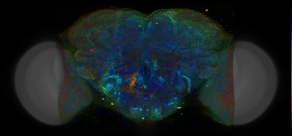 P{VT027676-GAL4} expression pattern