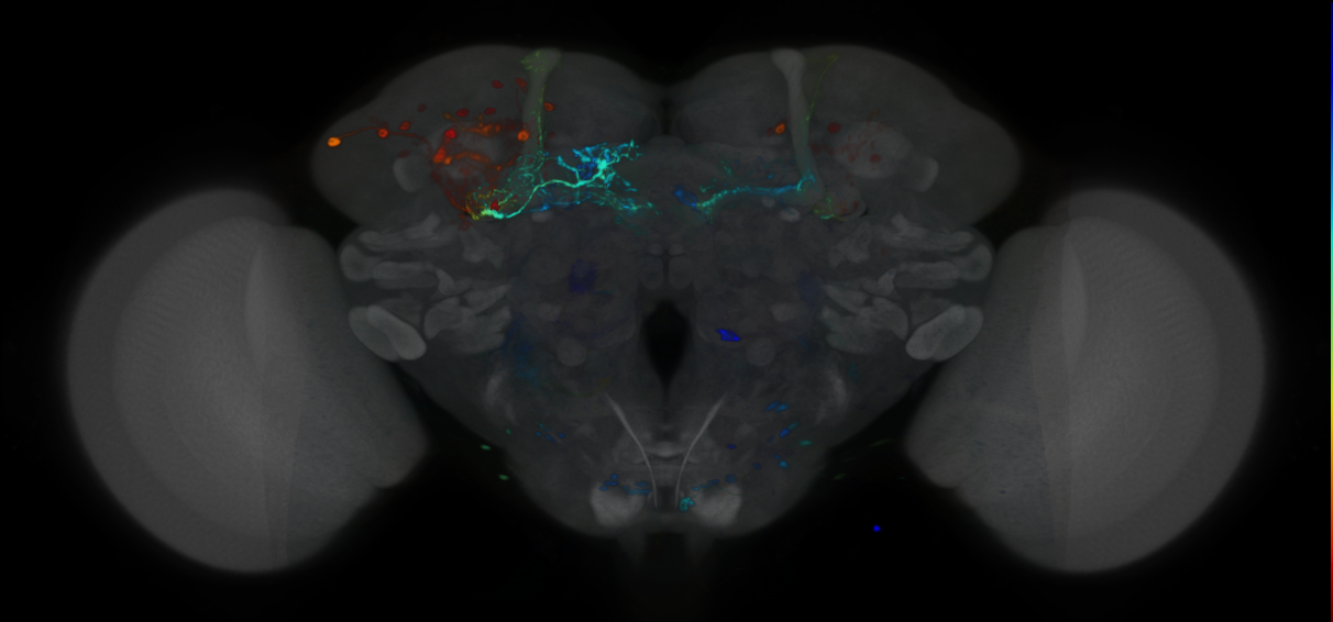 P{VT027684-GAL4} expression pattern