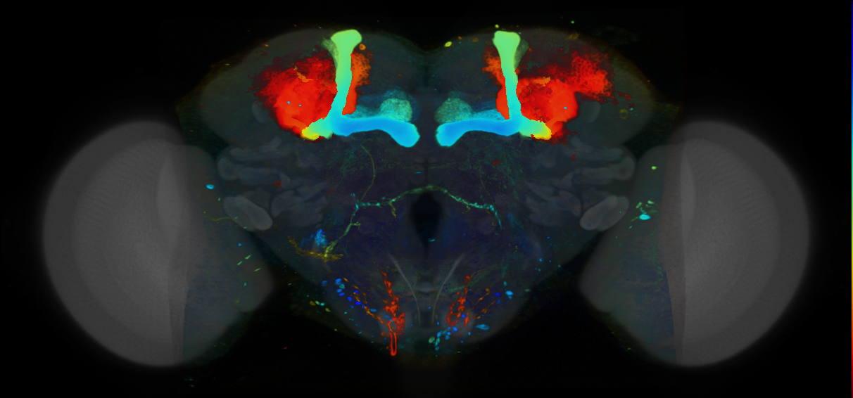 P{VT027705-GAL4} expression pattern
