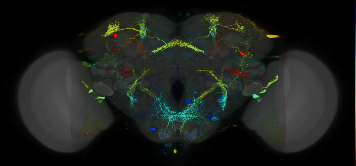 P{VT027955-GAL4} expression pattern