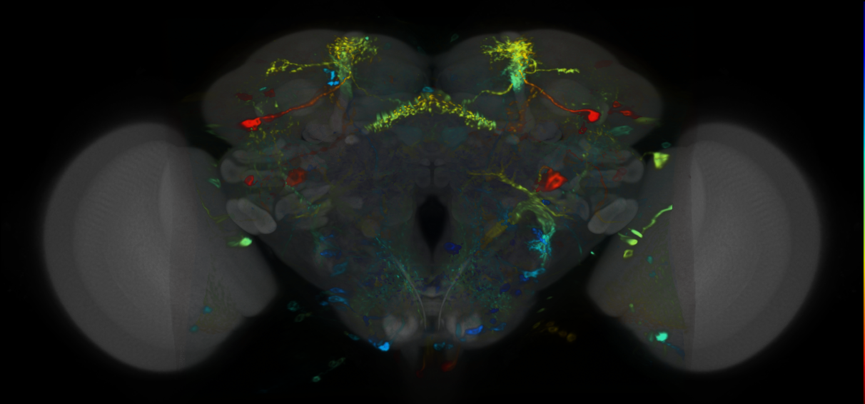 P{VT027955-GAL4} expression pattern