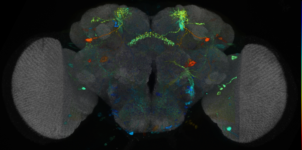 P{VT027955-GAL4} expression pattern