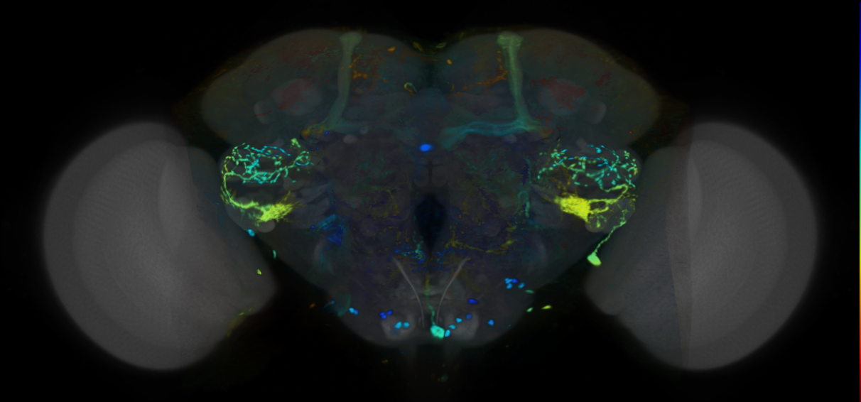 P{VT028080-GAL4} expression pattern