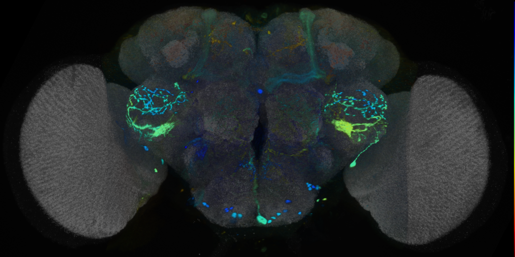 P{VT028080-GAL4} expression pattern