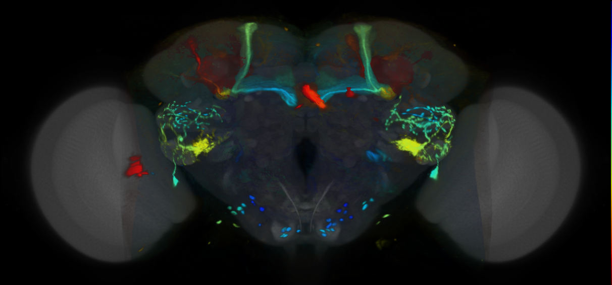 P{VT028080-GAL4} expression pattern