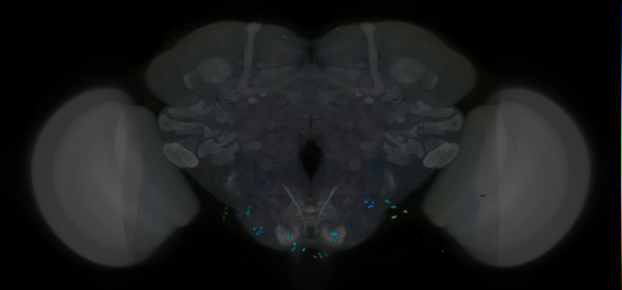 P{VT028085-GAL4} expression pattern