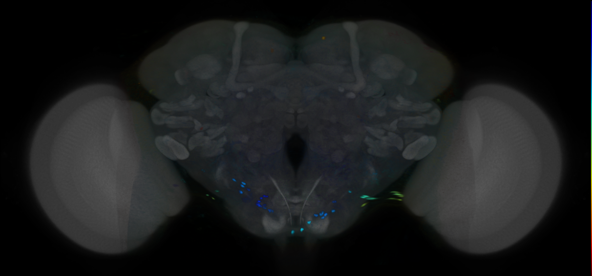 P{VT028085-GAL4} expression pattern