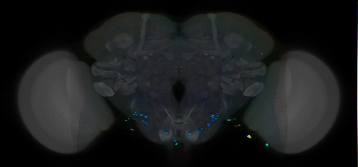 P{VT028085-GAL4} expression pattern