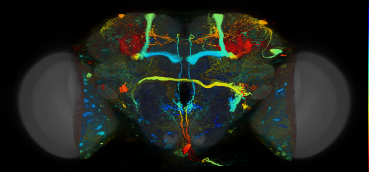 P{VT028119-GAL4} expression pattern