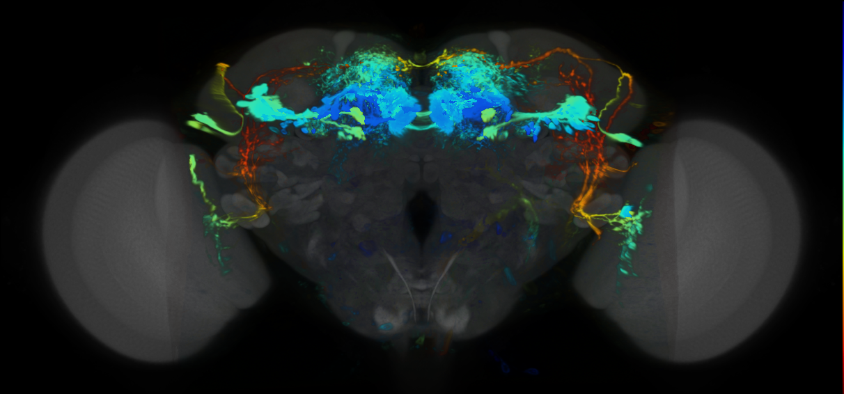 P{VT028150-GAL4} expression pattern