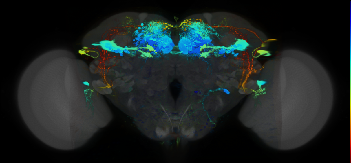 P{VT028150-GAL4} expression pattern