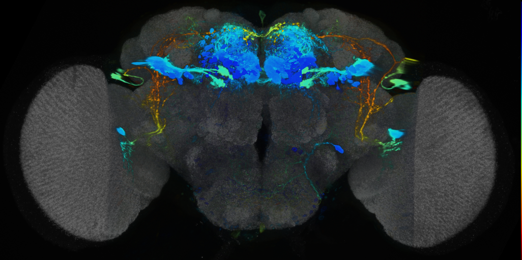 P{VT028150-GAL4} expression pattern