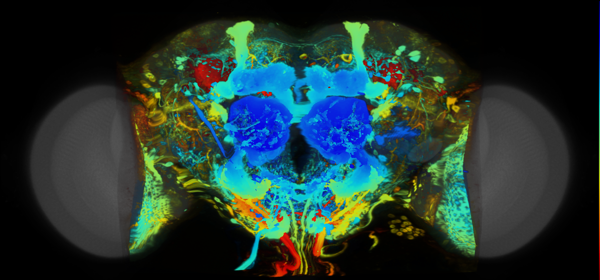 P{VT028151-GAL4} expression pattern