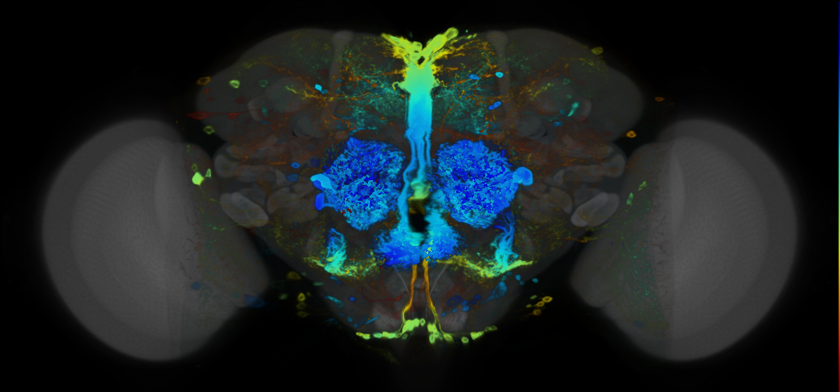 P{VT028318-GAL4} expression pattern