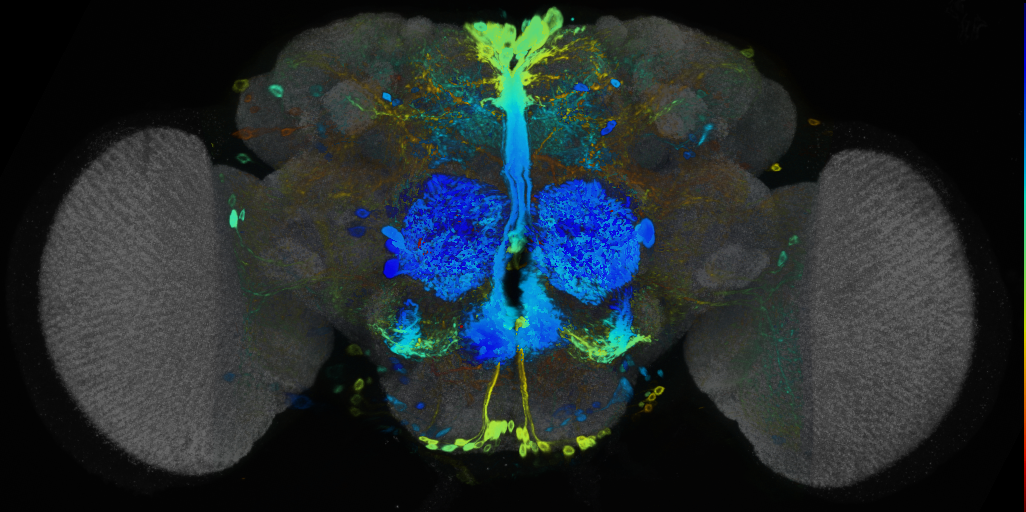 P{VT028318-GAL4} expression pattern