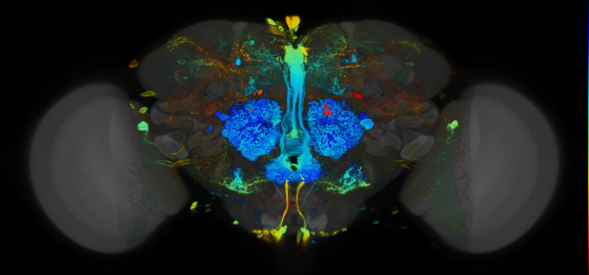 P{VT028318-GAL4} expression pattern
