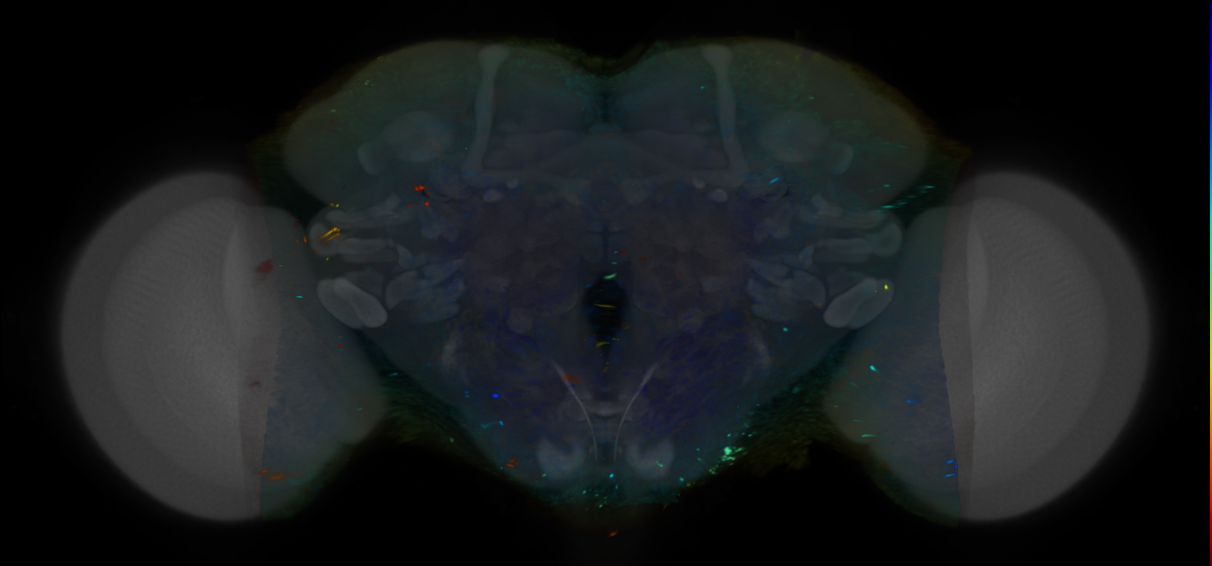 P{VT028344-GAL4} expression pattern