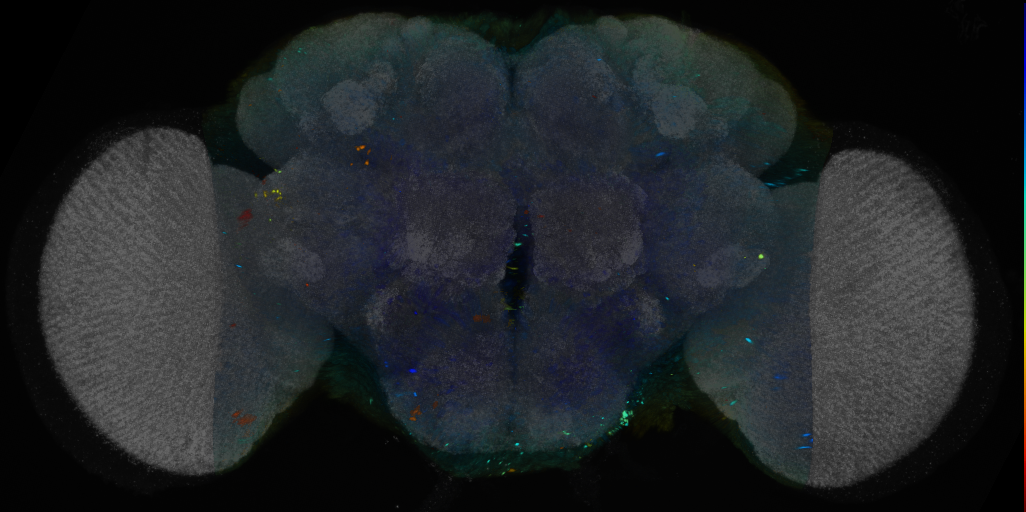 P{VT028344-GAL4} expression pattern