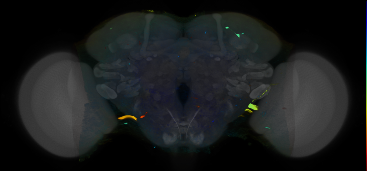 P{VT028344-GAL4} expression pattern