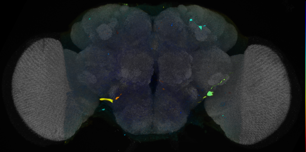 P{VT028344-GAL4} expression pattern