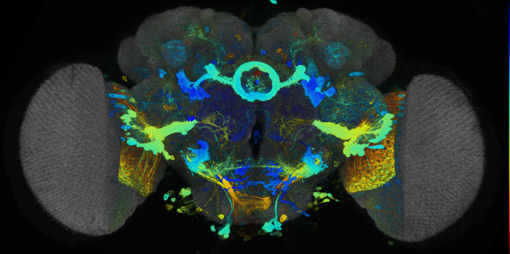 P{VT028450-GAL4} expression pattern
