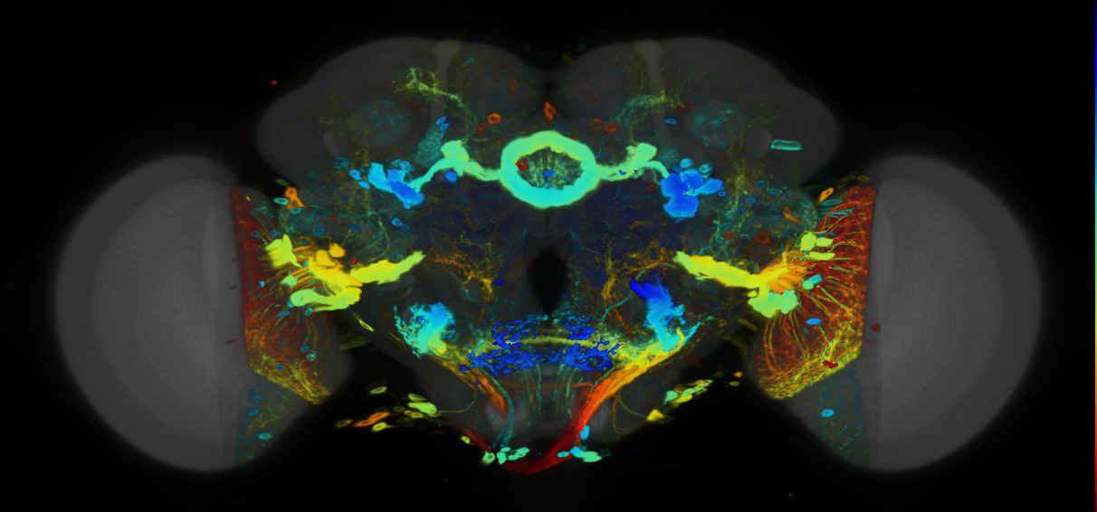 P{VT028450-GAL4} expression pattern