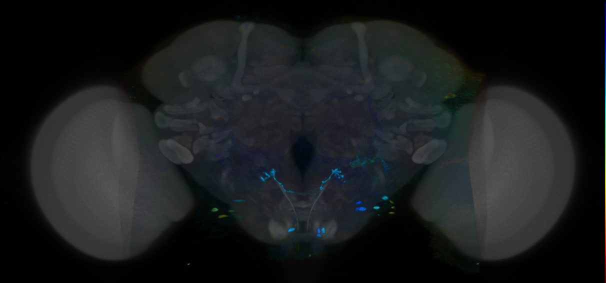 P{VT028599-GAL4} expression pattern