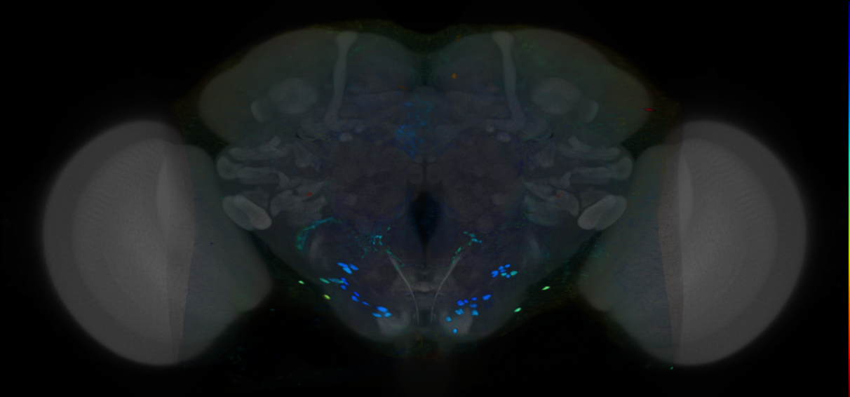 P{VT028599-GAL4} expression pattern