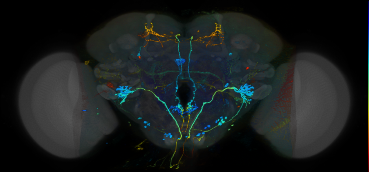 P{VT028606-GAL4} expression pattern