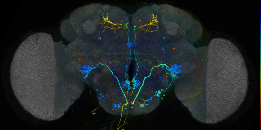 P{VT028606-GAL4} expression pattern