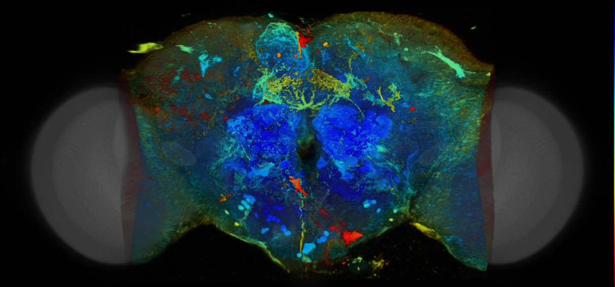 P{VT028861-GAL4} expression pattern